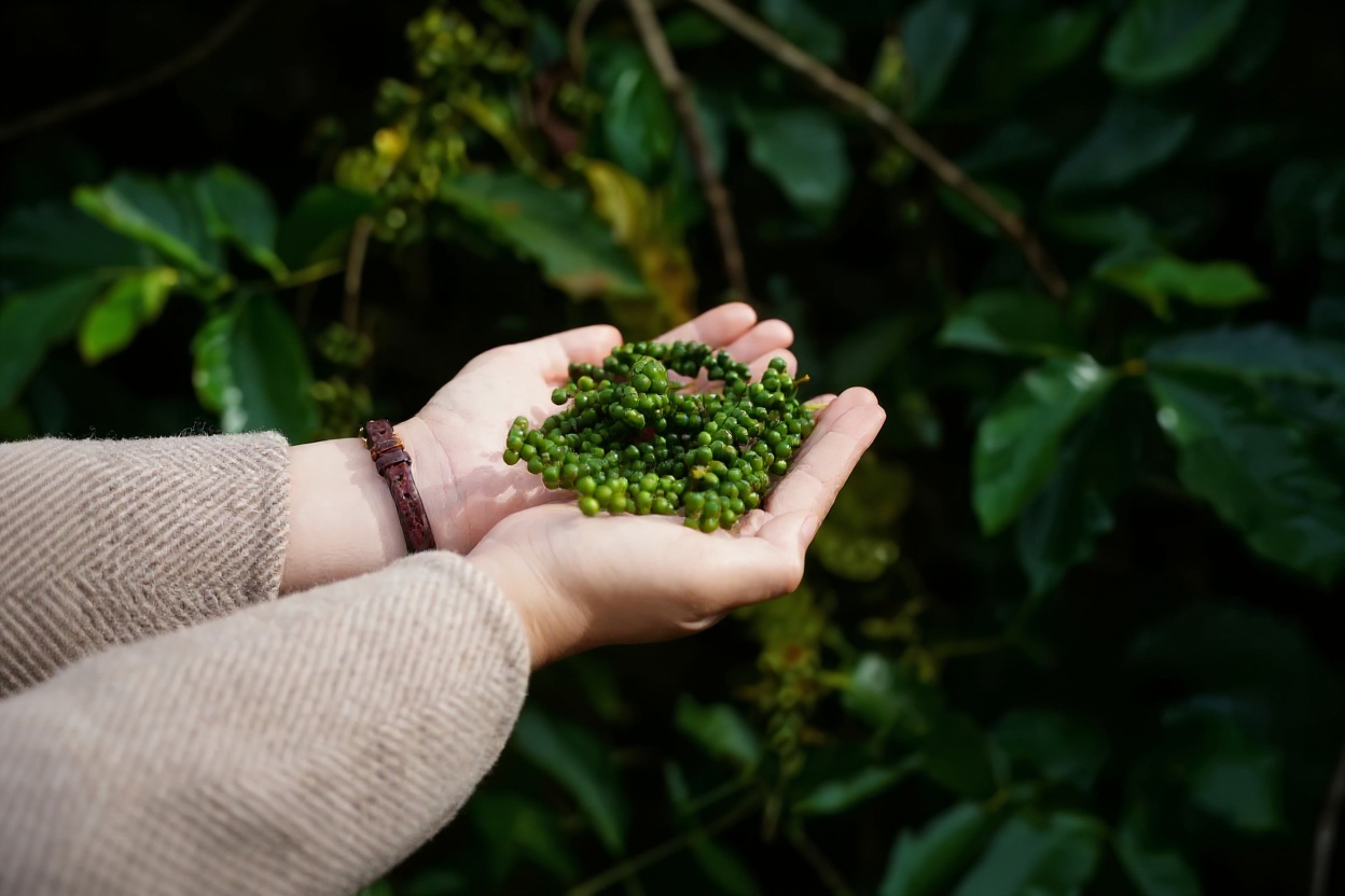 Red and green Kampot peppercorns on the vine — PGI protected, among the world's most prized pepper varieties